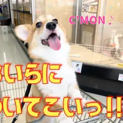 【 7/1リニューアルの大倉山店】僕が案内しちゃうワン！コーギーの巻