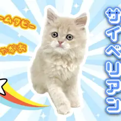 【 サイベリアン 】愛されフェイスの低アレルゲンキャットが仲間入り!