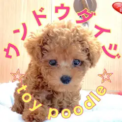 【 7/7お部屋観察 】運動大事！トイプードルちゃんの巻