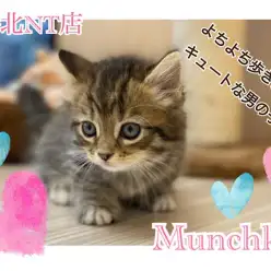 【 マンチカン 】短足まる顔！究極の癒しにゃんこマンチカン君