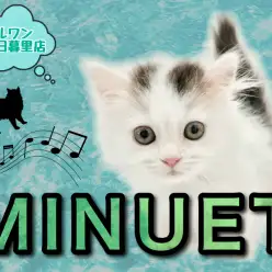 【 ミヌエット 】最強のハイブリッド短足にゃんこ！～希少カラーと共に～