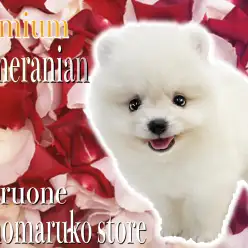 【 ポメラニアン 】大人気の白ポメ！圧倒的なルックスと被毛のプレミアムわんこ！