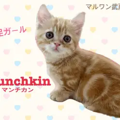 【 マンチカン 】猫初心者必見!人懐っこい短足ガール!