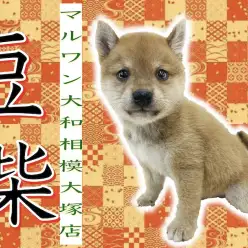 【 豆柴 】柴犬よりも更に小さい！フレンドリーで表情豊かな大人気の日本犬マメ柴！