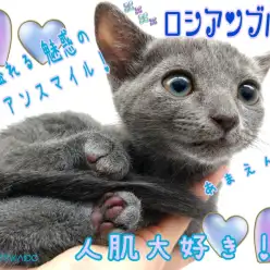 【 ロシアンブルー 】魅惑のロシアンスマイルにあなたもメロメロ!