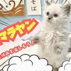 【 ヒマラヤン 】希少な猫種登場！夏休みに素敵なにゃんこライフを送っちゃおう！