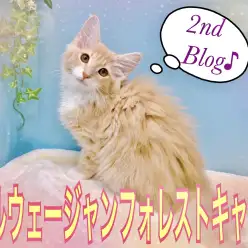 【 ノルウェージャンフォレストキャット 】生後4ヶ月の美形子猫の現在の姿を大公開
