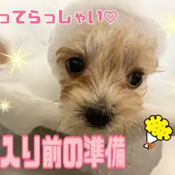 【7/6婿入り前の準備】マルプーちゃんいってらっしゃいの巻！！