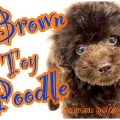 【 トイプードル 】ビターな大人の魅力♪レアカラー・ディープブラウン！