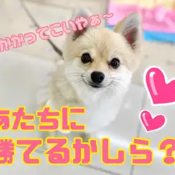 【 7/15ノーズワークタイムトライアル 】早速・・・・最速記録でちゃった！！ の巻！