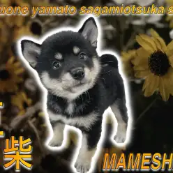 【 豆柴 】超大人気の黒豆柴！スキンシップが大好きな甘えん坊！