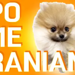 【 ポメラニアン 】濃厚オレンジカラー！ポメスマイル！爆毛の元気ポメ！