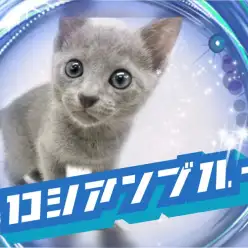 【 ロシアンブルー 】ロシアンスマイルにみんなメロメロ!表情豊かなロシブルたん