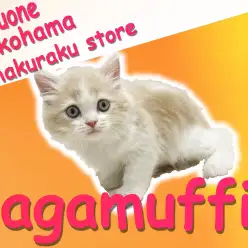 【 ラガマフィン 】遊ぶの大好きな優しい性格！飼いやすさ抜群のぬいぐるみ猫！