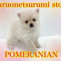 【 ポメラニアン 】おっとりな性格の小さめクリームポメラニアン！