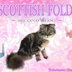 【 スコティッシュフォールド 】ブラウンパッチの艶美スコちゃんに魅せられる！