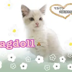 【 ラグドール 】キュートな美猫！穏和なラグドールちゃん！