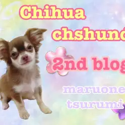 【 MIX 】優しいチョコレートカラーのチワックス！忍者ワンコ見参！