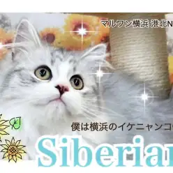 【 サイベリアン 】子猫なのにイケメンすぎる4ヶ月のサイベリアン君