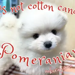 【 7/11新しく仲間入り】ボリューミーなわたあめポメちゃんの巻