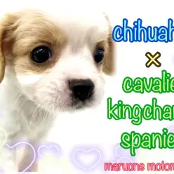 【 MIX 】チワワ×キャバリア！キャバMIXの完成されたルックスをご堪能あれ！