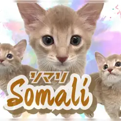 【 ソマリ 】マルワン東川口店4人目のソマリ！フォーンの希少カラーと性格にご注目