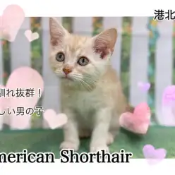 【 アメリカンショートヘア 】環境馴れ抜群！クリームタビーの男の子！