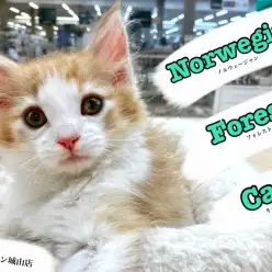 【 ノルウェージャンフォレストキャット 】美しく温厚な性格の美男子猫