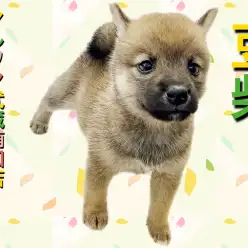 【 豆柴 】希少犬種の豆柴ちゃん！大人しくて控えめな女の子！