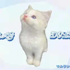 【 ラグドール 】甘えん坊のイケメンラグくんが仲間入り！