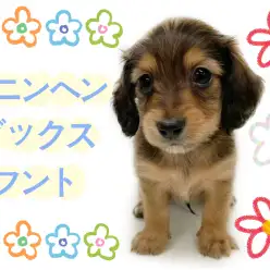 【 カニンヘンダックスフント 】東川口店初登場!レッドカラーの癒し系ボーイ