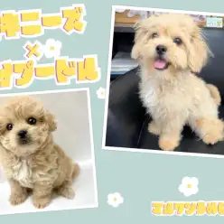 【 MIX 】レアなMIX犬ペキプーちゃん！成長の様子を大公開！