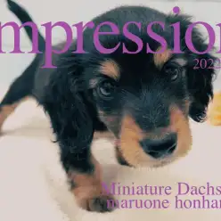 【 ミニチュアダックスフント 女の子  】3つの注目ポイントでDIY番長が解説！