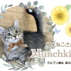 【 マンチカン  】優美な短足アスリートのマンチ君