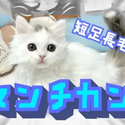 【 マンチカン 】希少な長毛短足マンチカン!クリッカートレーニングを始めてみた