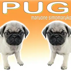 【 パグ 】ぶちゃかわ！明るい性格とコミカルな動きで楽しませる陽気さがポイント！