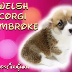 【 コーギー 】レッド&ホワイトの短足ガール!極上の癒しポイント4つのご紹介!