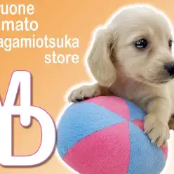 【 ミニチュアダックスフント 】遊ぶ仕草が可愛い！天真爛漫の癒し系子犬！