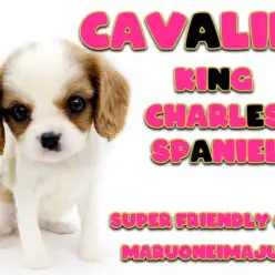 【 キャバリア 】スヌードトレーニング実施中！ブレンハイムのフレンドリーな美少女