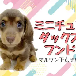 【 ミニチュアダックスフント 】甘い見た目の可愛い顔立ち！上手な飼育方法も紹介