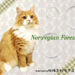 【 ノルウェージャンフォレストキャット 】生後5ヶ月を迎えた美男子レビュー！