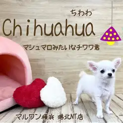 【 チワワ 】マシュマロボディのプレミアムチワワ