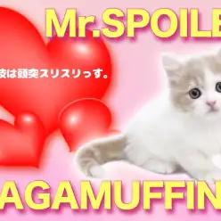 【 ラガマフィン 】頭突きで甘えてくるにゃんこの注目ポイント4つをご紹介！