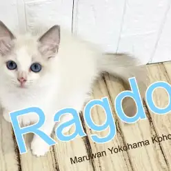 【 ラグドール 】コバルトブルーの美しい瞳のラグドール