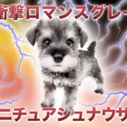 【 ミニチュアシュナウザー 】ヤバいほどに美しい毛色！4つの魅力に迫る！