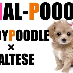 【 MIX犬 】2022年マルワンマルプーNo.1の呼び声高き乙女！