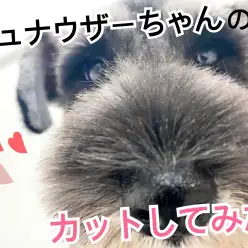 【 元町トリミング 】お店のシュナウザーちゃんをカットしてみた！