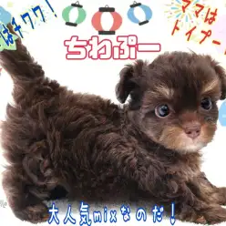 【 MIX・ちわぷー 】ちびっこふわふわ！懐かしのこぐまのぬいぐるみ感満載！