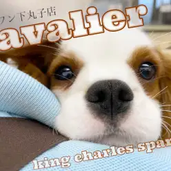 【 キャバリア 】特技はへそ天！愛が溢れる超甘えん坊は穏やかな生活にピッタリ！