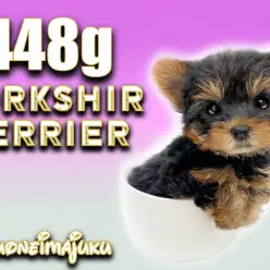 【 ヨークシャーテリア 】生後62日で448g！手乗りサイズの極小ヨーキー！